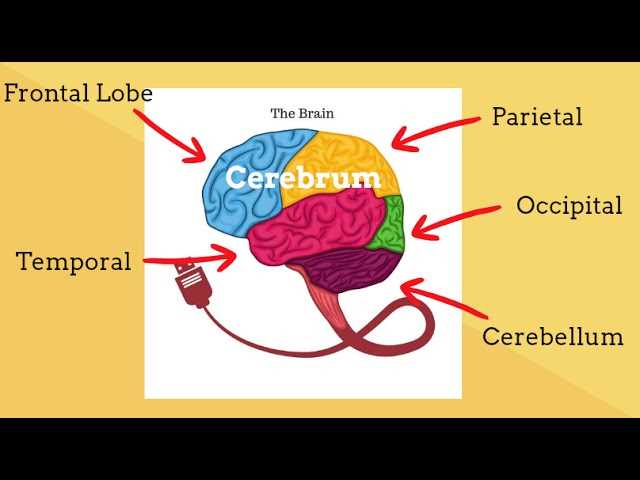 different parts of the brain diagram