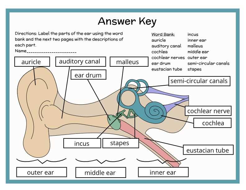 parts of the ear diagram to label