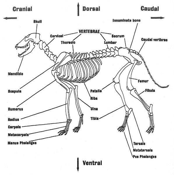 parts of the bone diagram