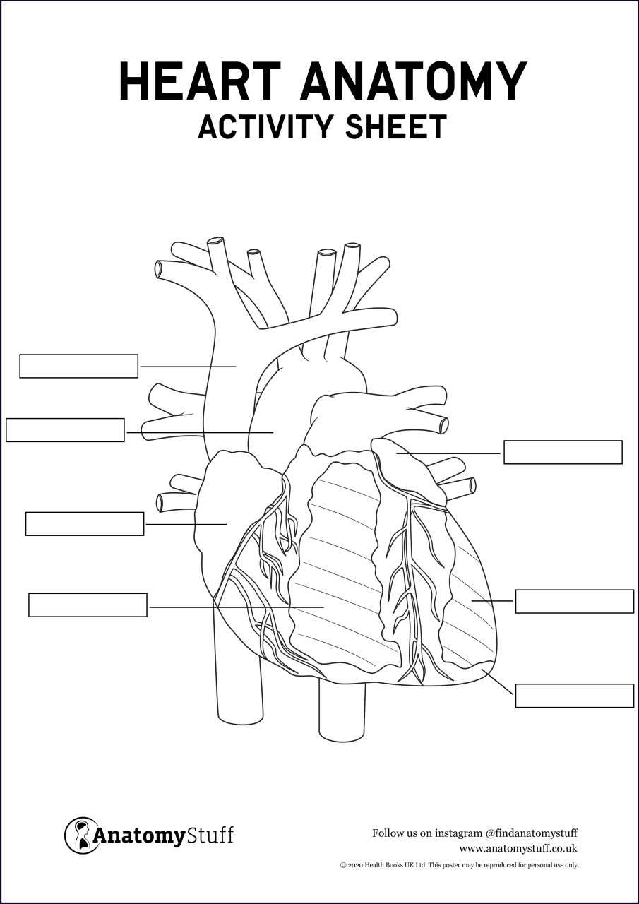 parts of the heart diagram quiz