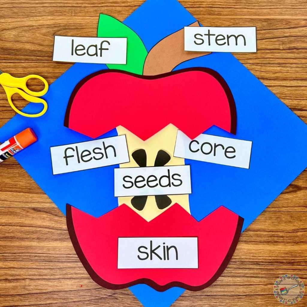 parts of an apple diagram