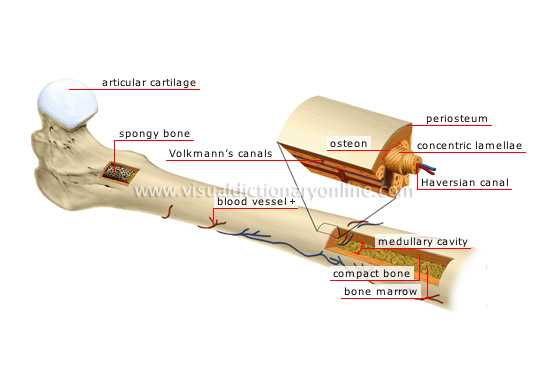 parts of the bone diagram