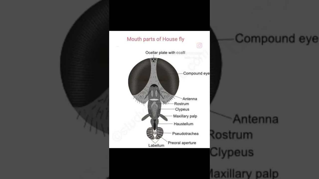 mouth parts of housefly diagram