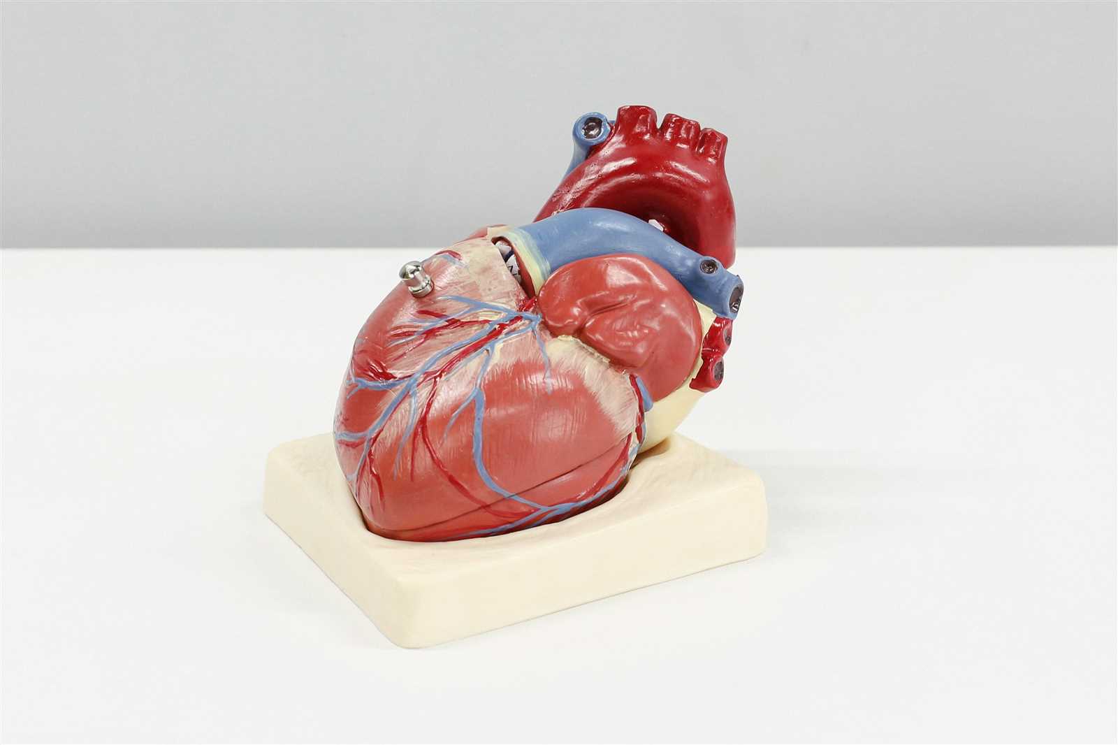 parts of the heart diagram quiz