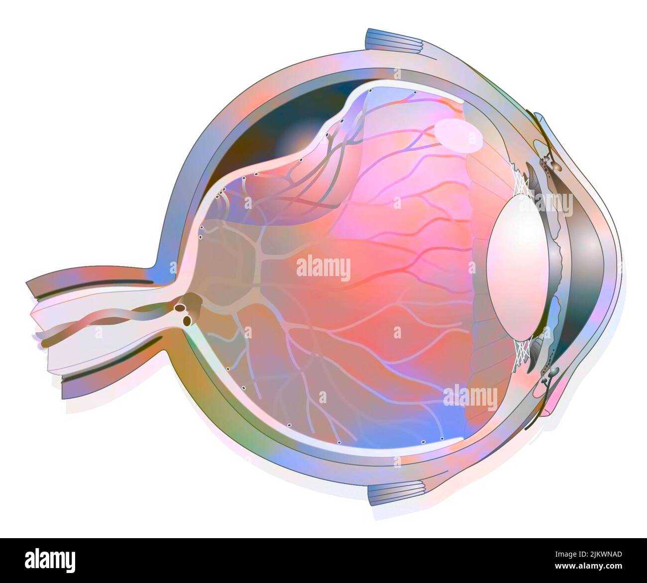 parts of the eye blank diagram