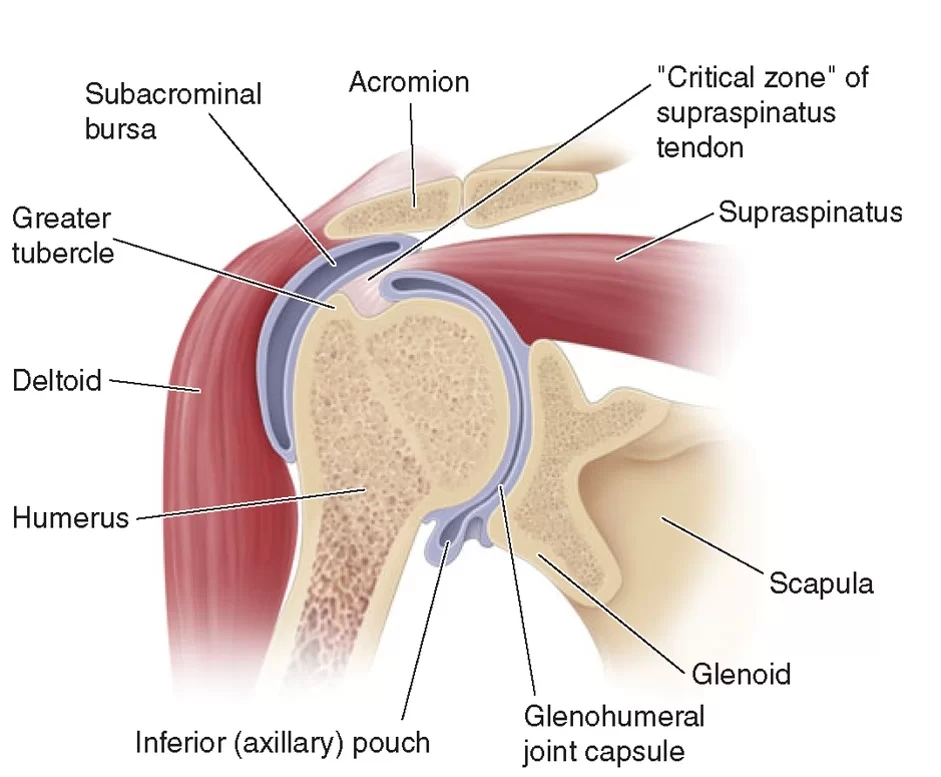 shoulder parts diagram