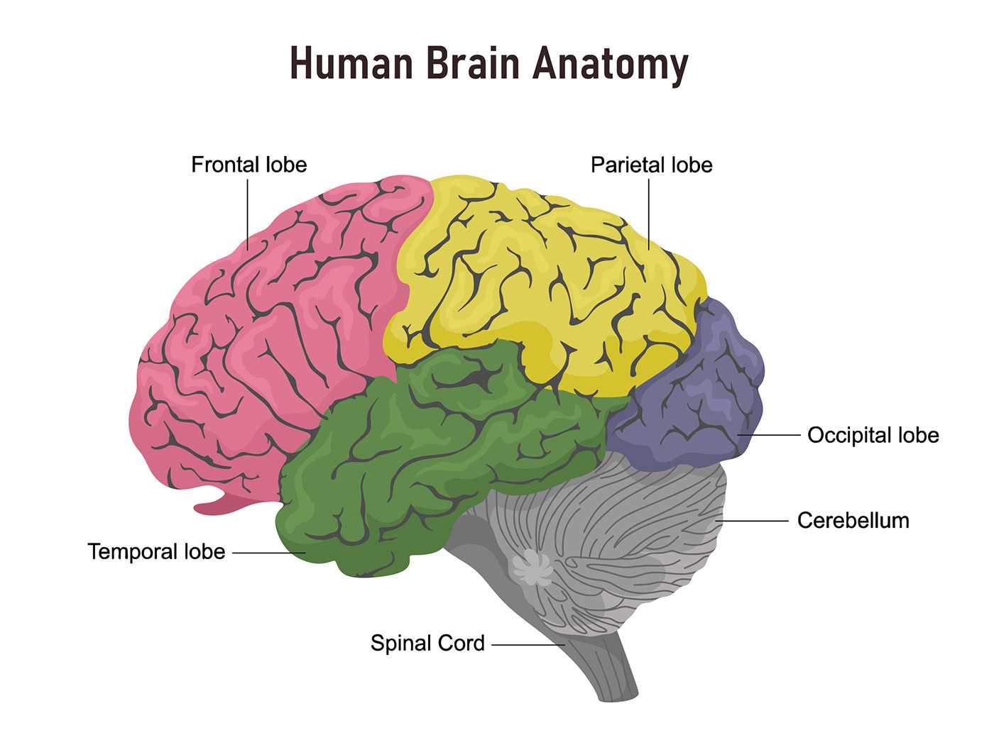 parts of the human brain diagram