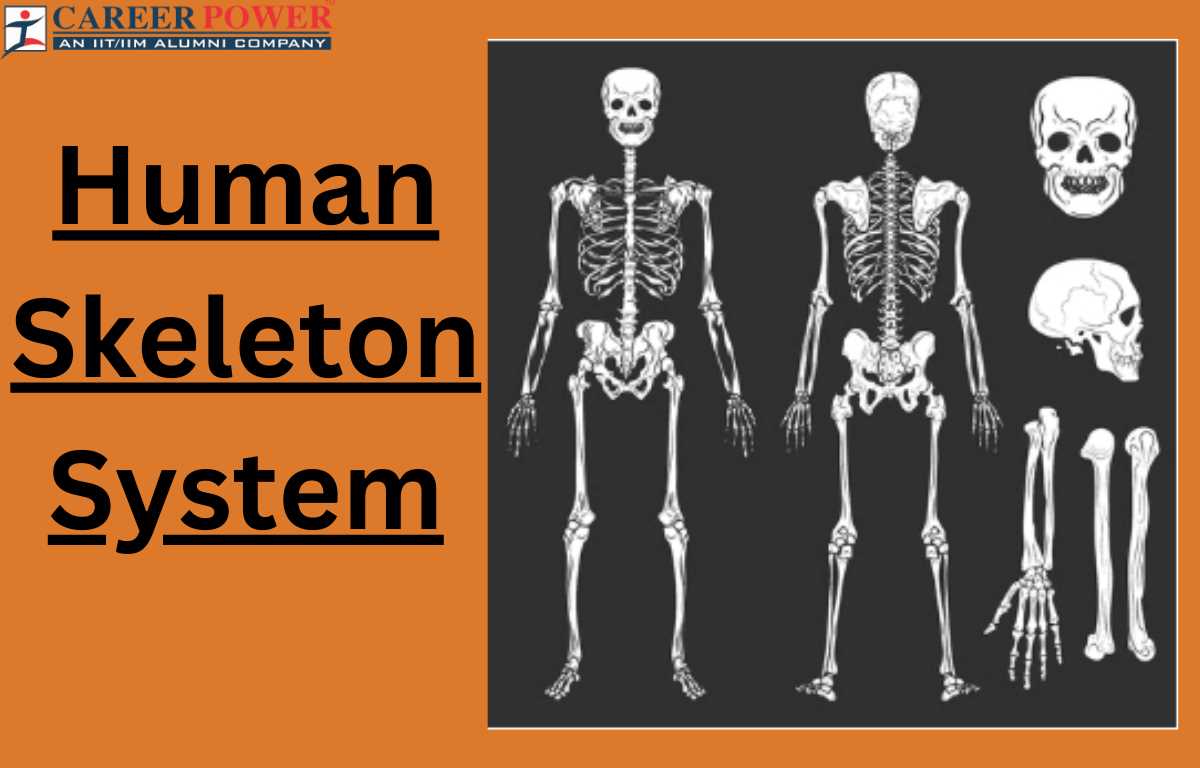 skeletal system parts diagram