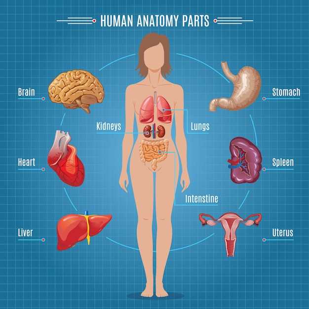 womens body parts diagram