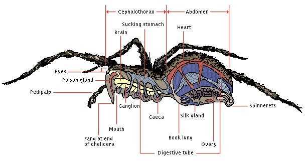 spider parts diagram