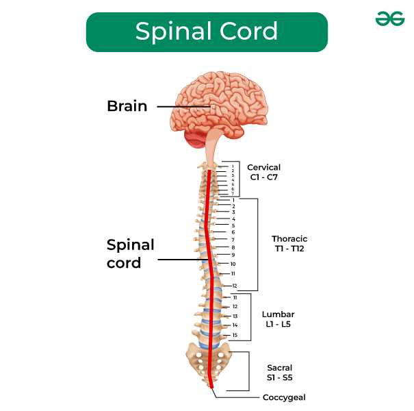 spine parts diagram