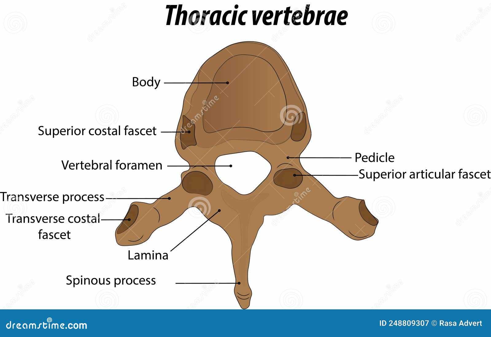 spine parts diagram