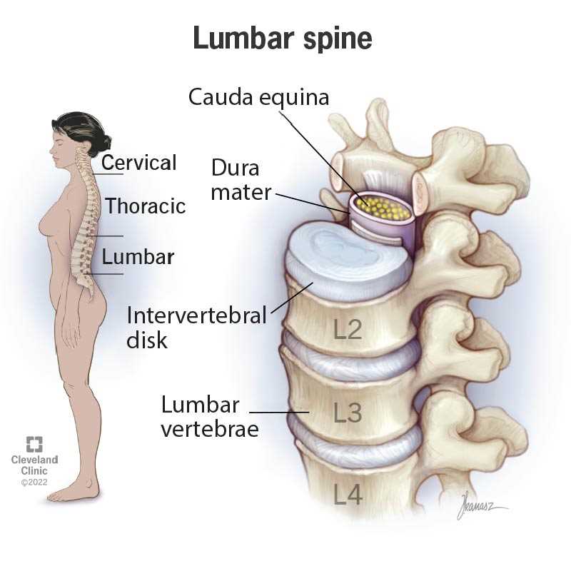 spine parts diagram