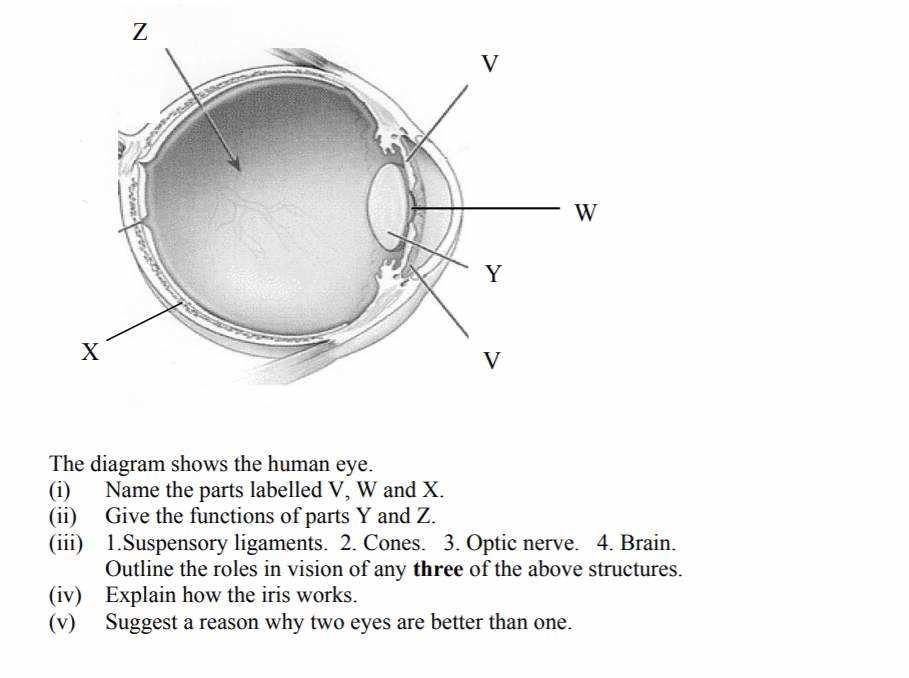 eye parts diagram