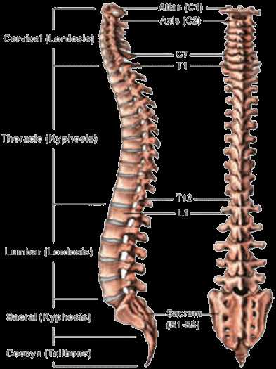 parts of your back diagram