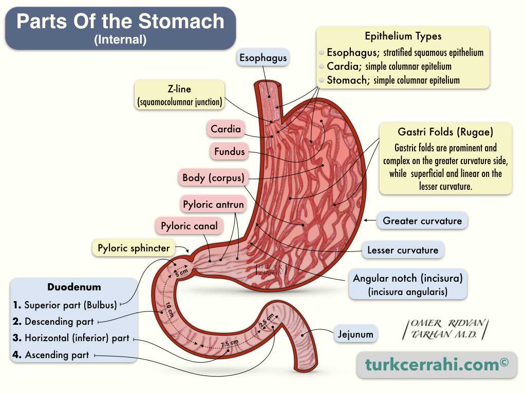 stomach diagram with parts