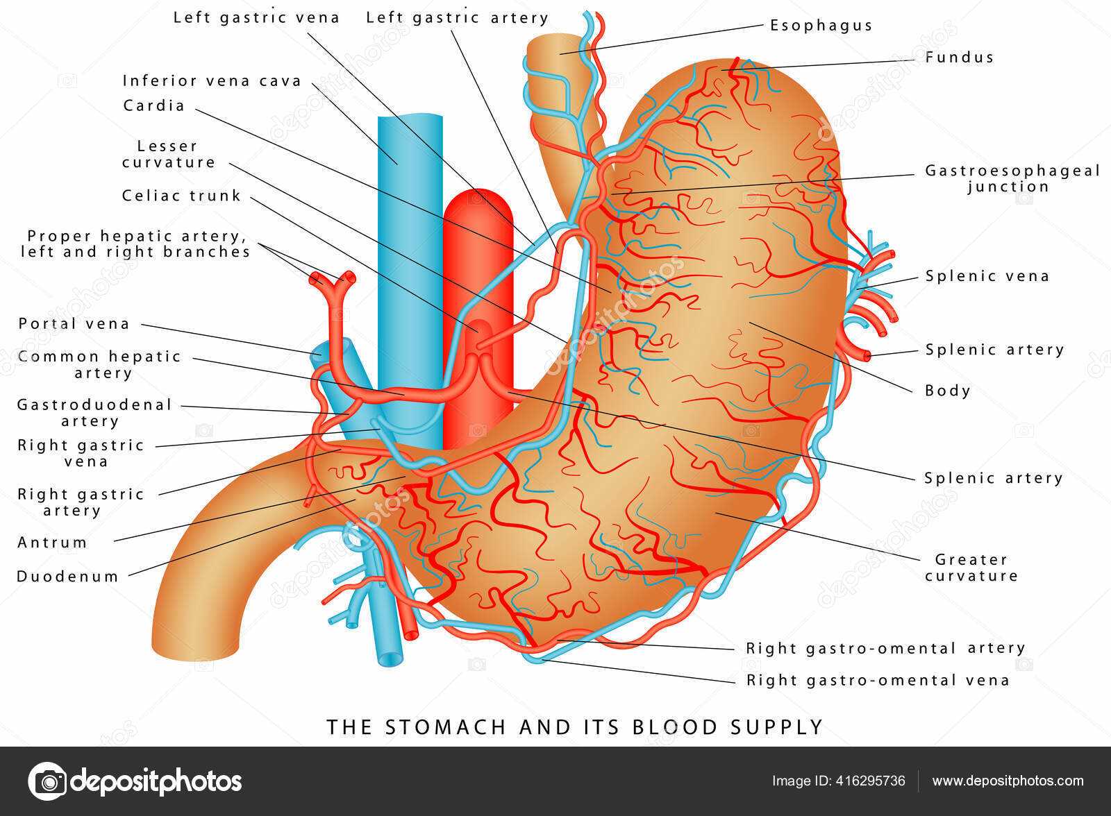 stomach diagram with parts