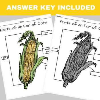 sweet corn parts diagram