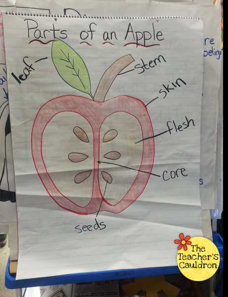 parts of an apple tree diagram