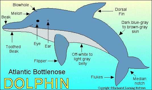 parts of a dolphin diagram