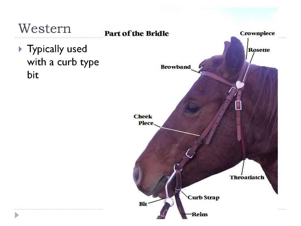 parts of the bridle diagram