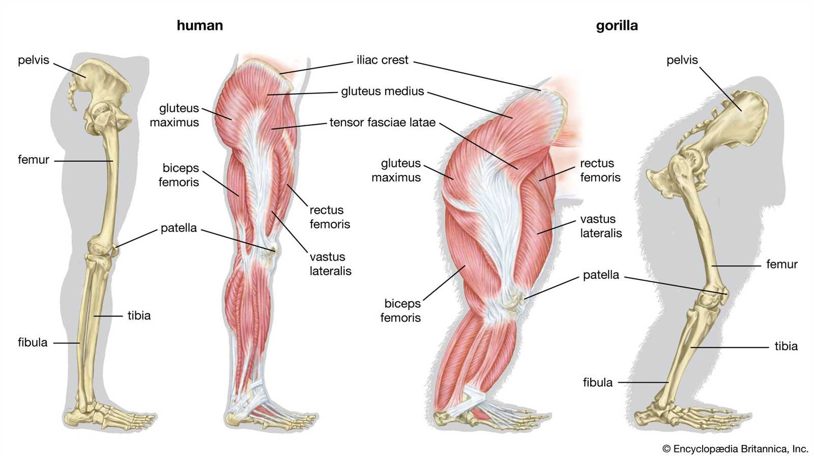 leg parts diagram