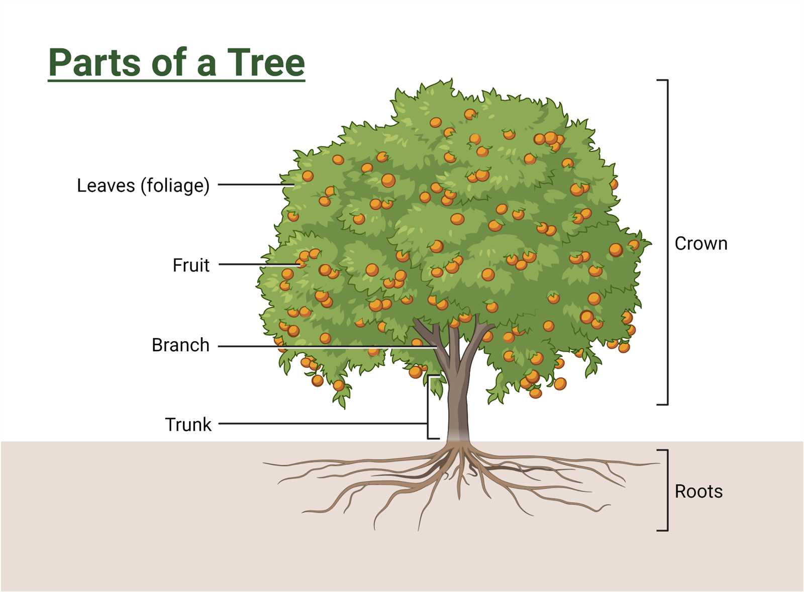 tree diagram parts