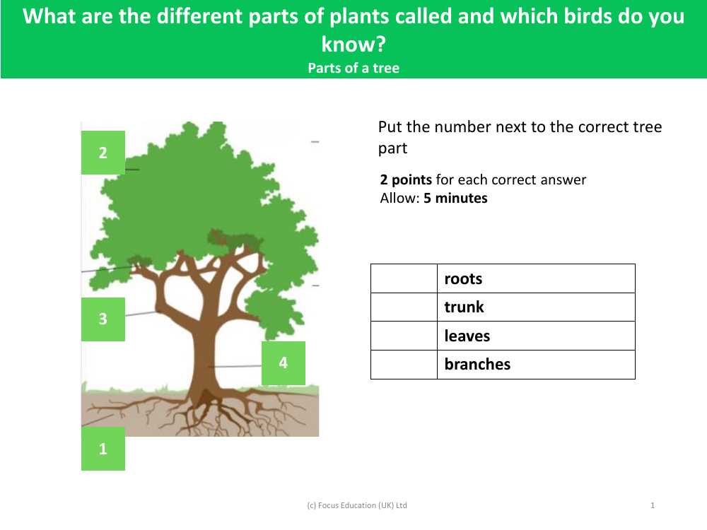 tree diagram parts