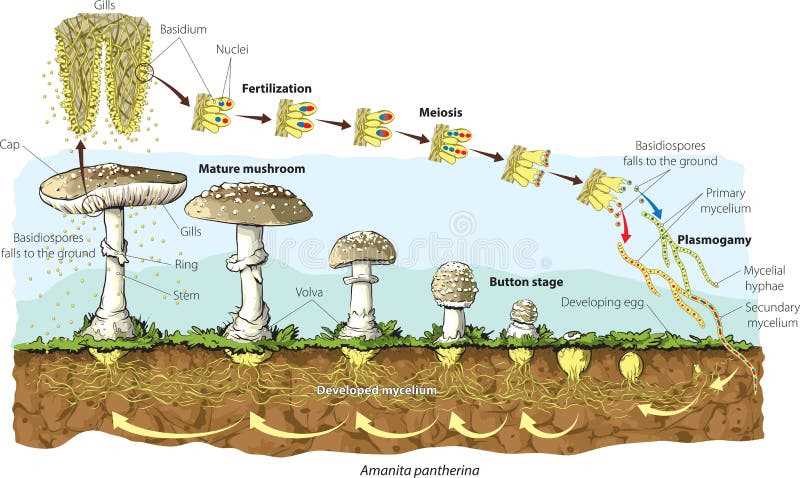 parts of mushroom diagram