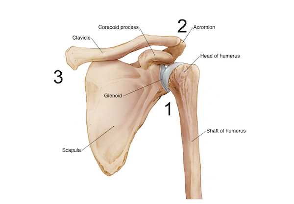 shoulder parts diagram