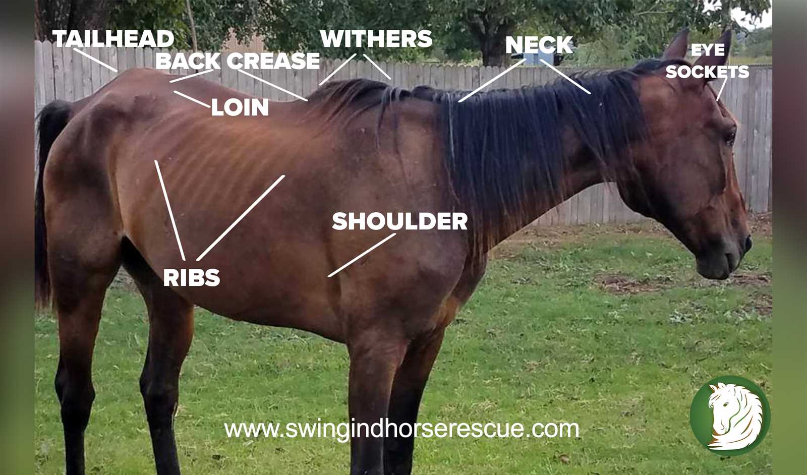 body parts of a horse diagram