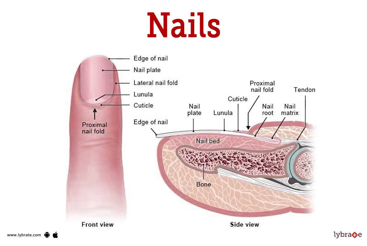 parts of a fingernail diagram