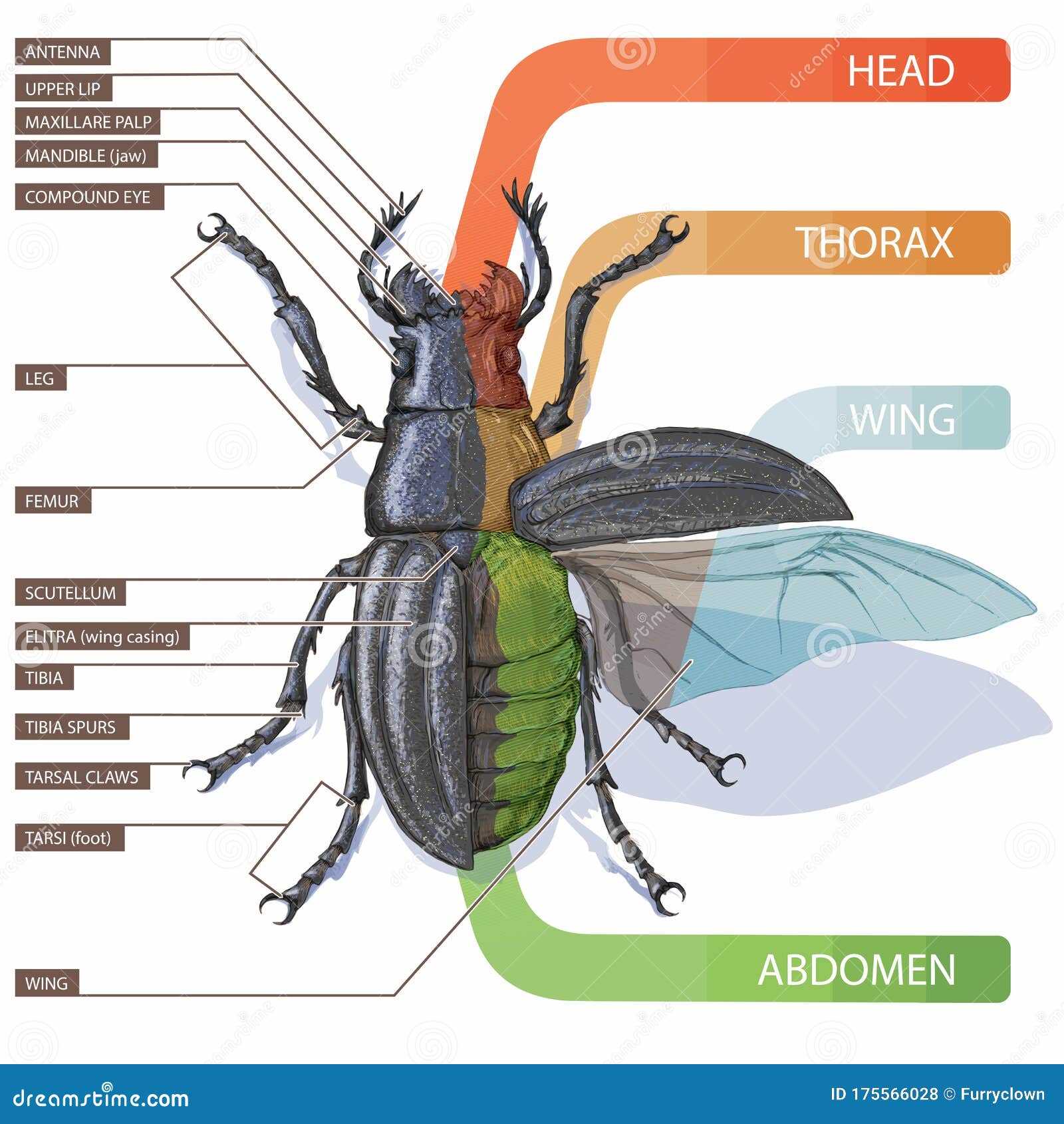 parts of an insect diagram