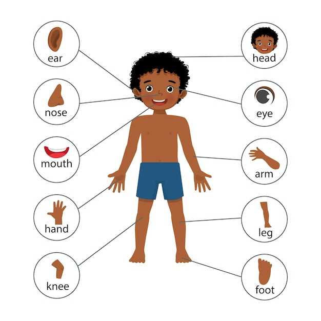 body parts with diagram