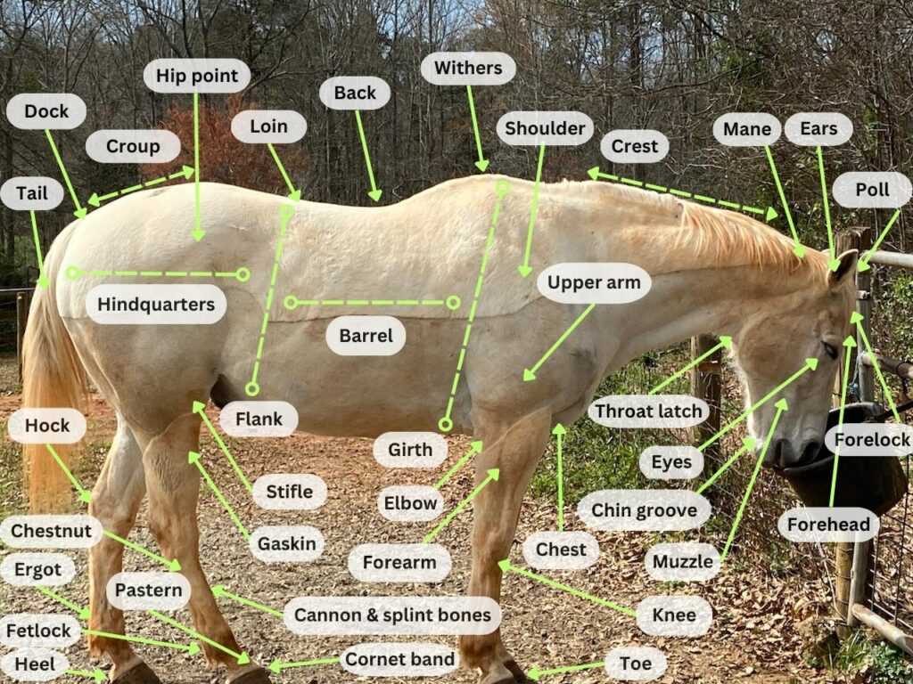 horse body parts diagram