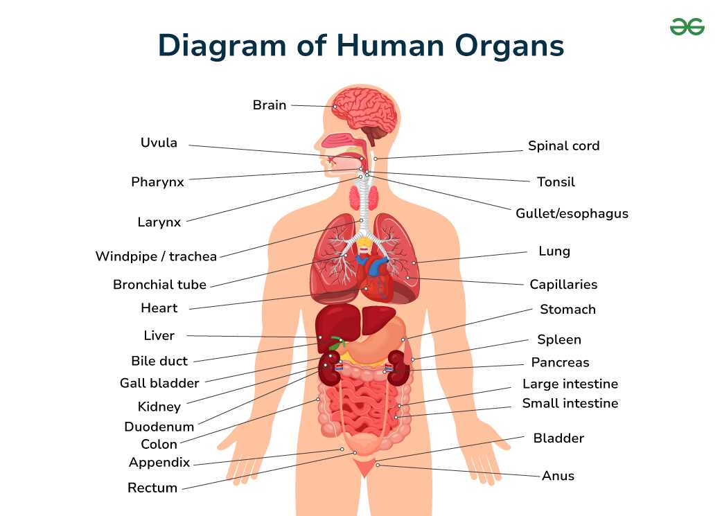 body parts diagram male