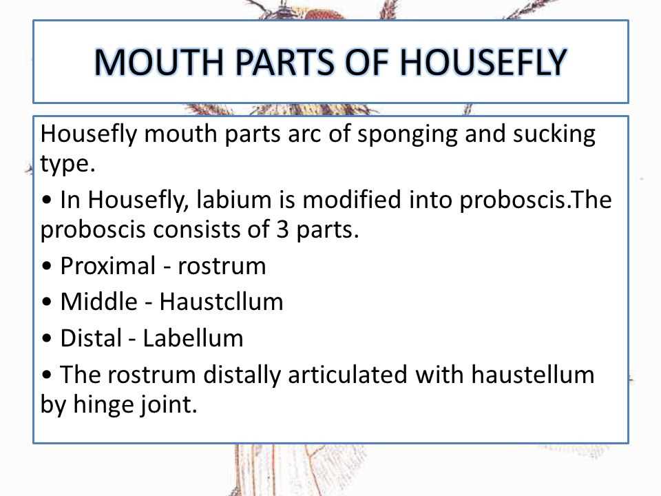 mouth parts of housefly diagram