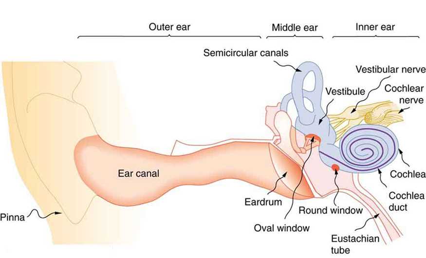 dog ear parts diagram