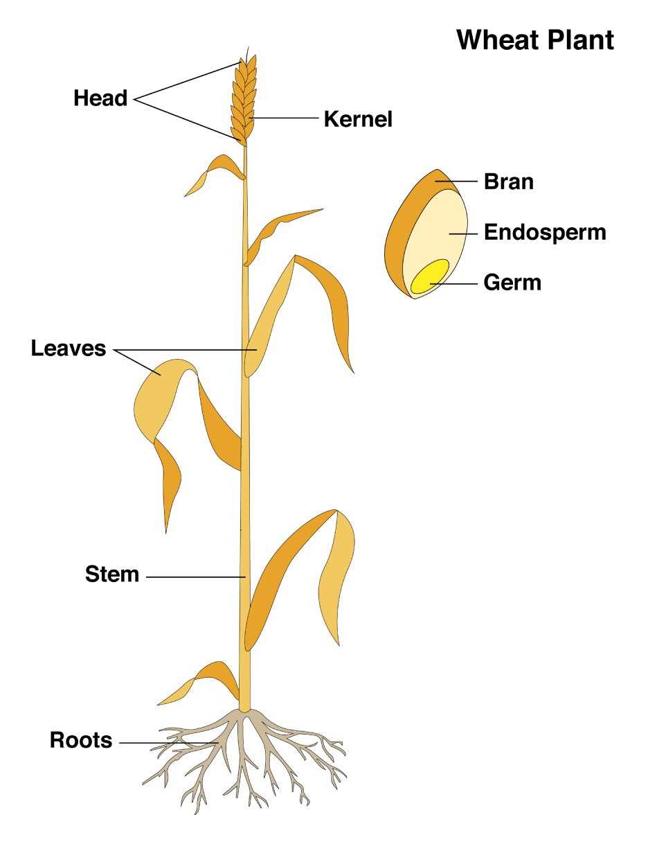 wheat plant parts diagram