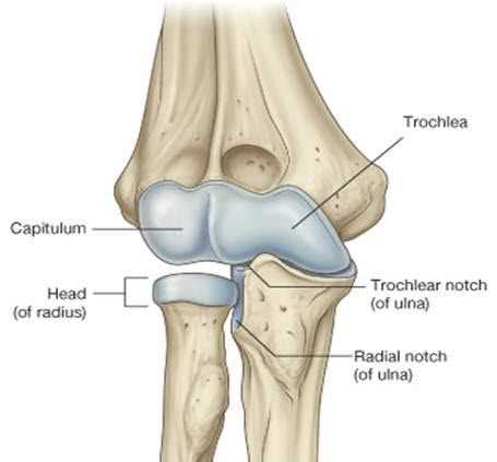 elbow parts diagram