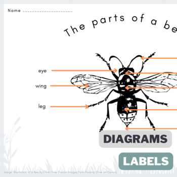 wasp body parts diagram