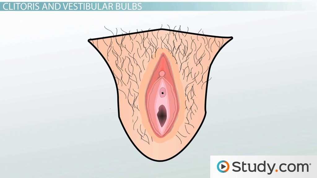 female sexual parts diagram