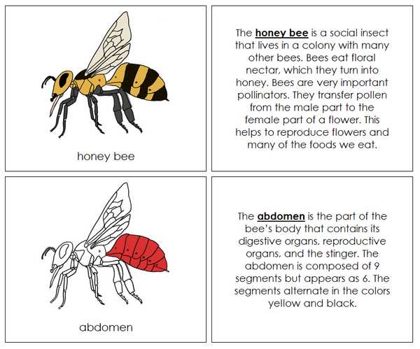 wasp body parts diagram