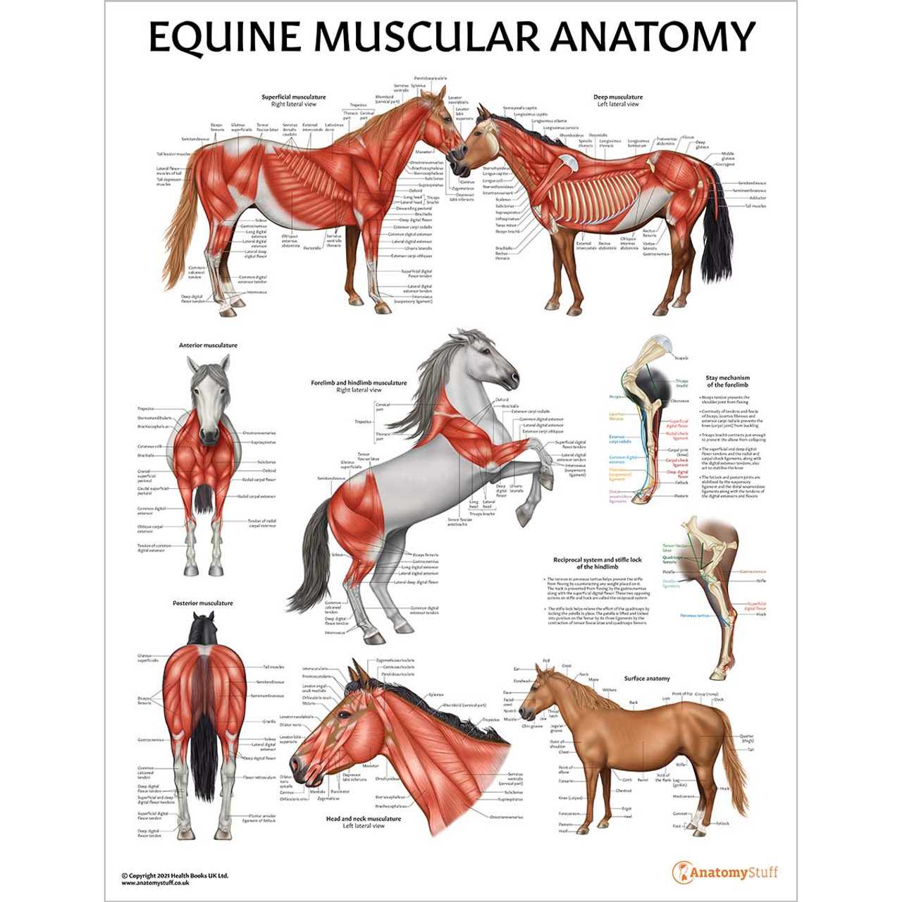 body parts of a horse diagram