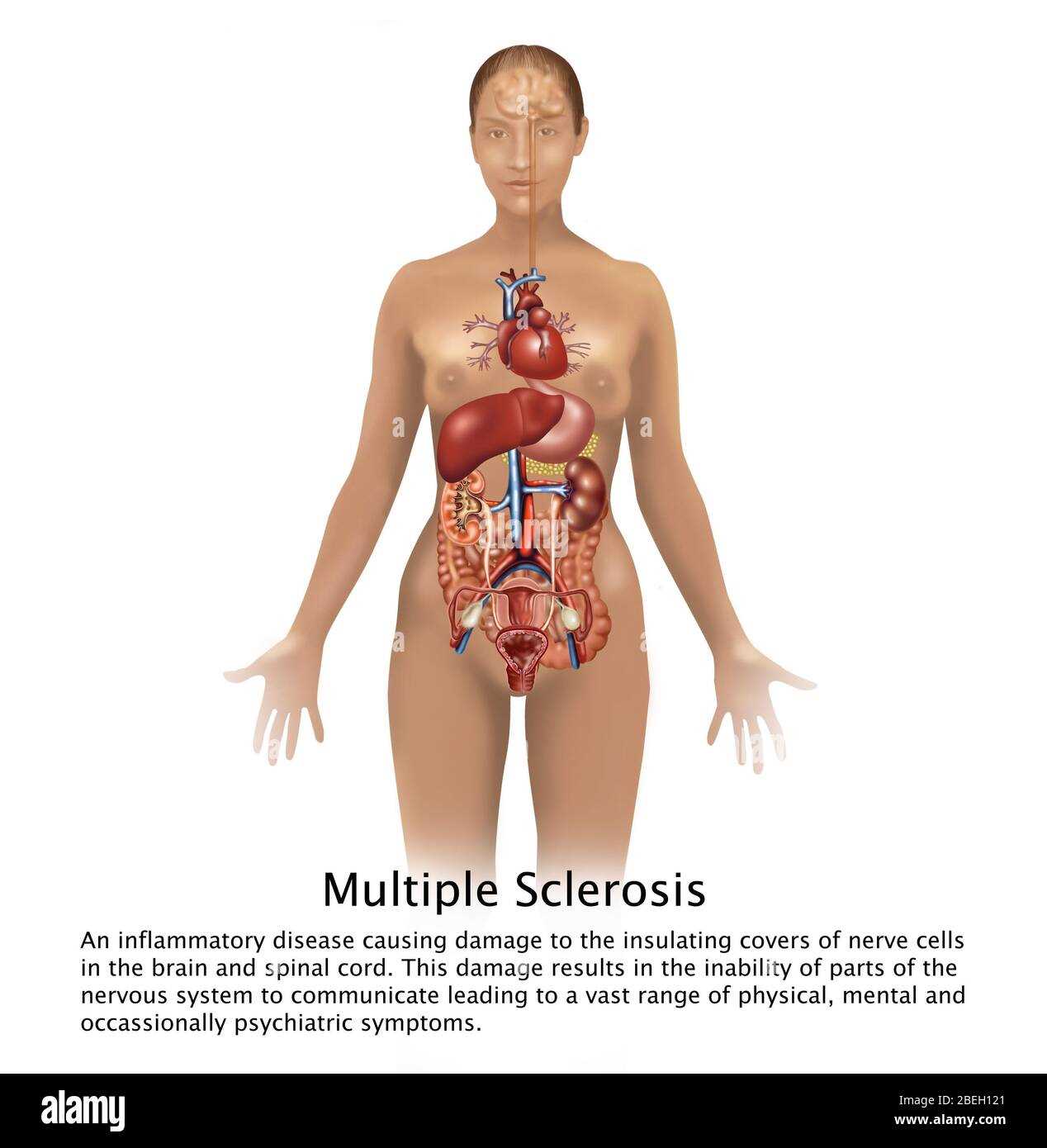 parts of the body diagram to label