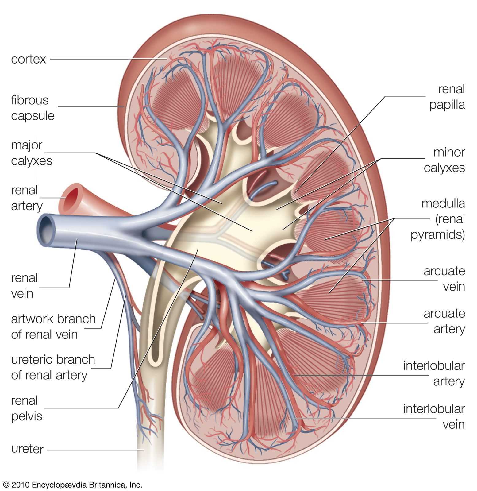 kidney diagram with parts