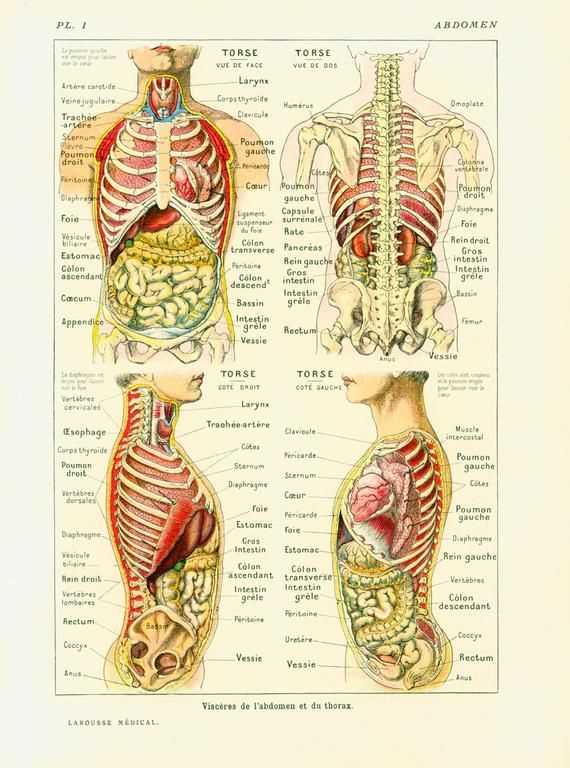 body parts diagram back