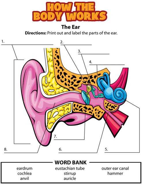 parts of the ear diagram to label