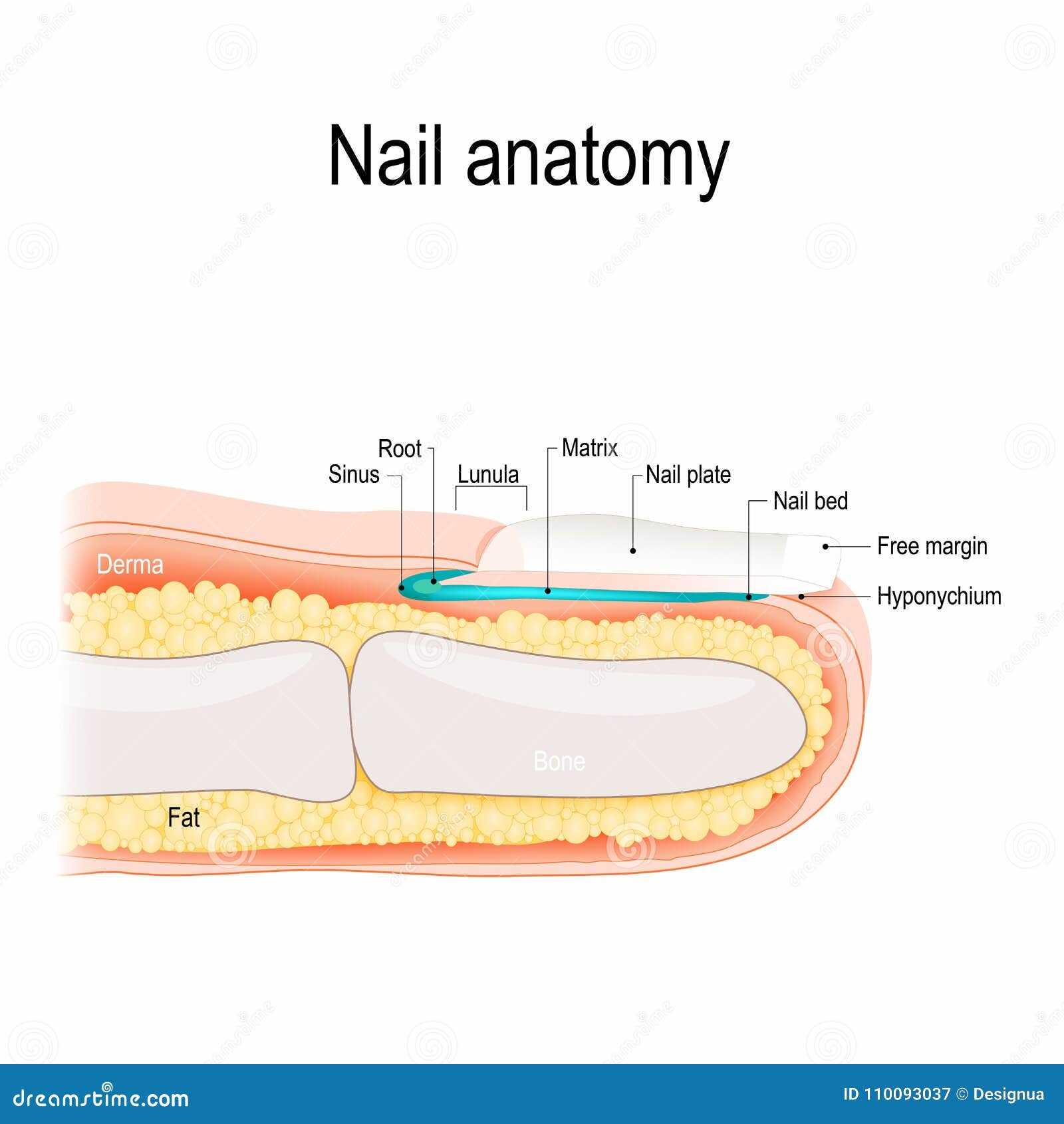 nail parts diagram