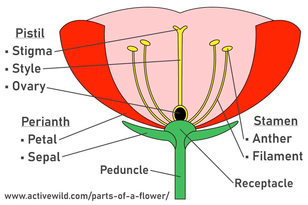 diagram of flower parts labeled